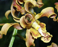 Dendrobium conanthum: Dendrobium conanthum Schltr., flower, view laterally from above, photo Ed de Vogel, from Papua New Guinea, New Ireland Prov.