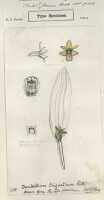 Dendrobium triquetrum: Dendrobium triquetrum Ridl., drawing by H.O. Forbes on the type sheet (BM)