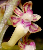 Robiquetia wariana: Robiquetia wariana (Schltr.) Kocyan & Schuit., flower, oblique front view, photo Ed de Vogel, Leiden cult. 20031683 (Harris 1632), from Papua New Guinea, Central Highlands Prov.