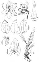Crepidium raciborskii: Crepidium raciborskii (Szlach., & Marg.) Schuit. & de Vogel, as Pseudoliparis raciborskii Szlach. & Marg., drawing Hanna Margonska in Adansonia 21 (1999) 279, fig. 2