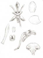 Dendrobium micronephelium: Dendrobium micronephelium J.J.Sm., drawing J.J. Smith, based on Bogor cult. (Gjellerup) 7