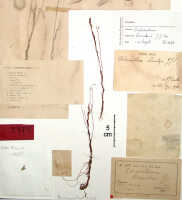 Octarrhena lorentzii: Octarrhena lorentzii J.J.Sm., herbarium sheet, Römer, von 1338 (holotype specimen BO)