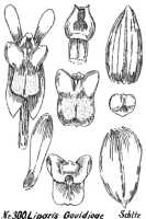 Liparis govidjoae: Liparis govidjoae Schltr., drawing R. Schlechter in Repert. Spec. Nov. Regni Veg. Beih. 21 (1923) t. 82, fig. 300