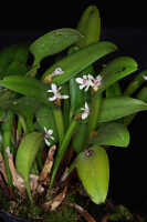 Dendrobium versteegii: Dendrobium versteegii J.J.Sm., photo John Cara, plant habit, cult John Cara, from PNG.