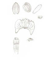 Crepidium latum: overview picture