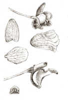 Dendrobium patentissimum: Dendrobium patentissimum J.J.Sm., drawing J.J. Smith, based on Gjellerup 855