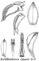 Dendrobium lawesii: Dendrobium lawesii F.Muell., drawing R. Schlechter in Repert. Spec. Nov. Regni Veg. Beih. 21 (1923) t. 174, fig. 648
