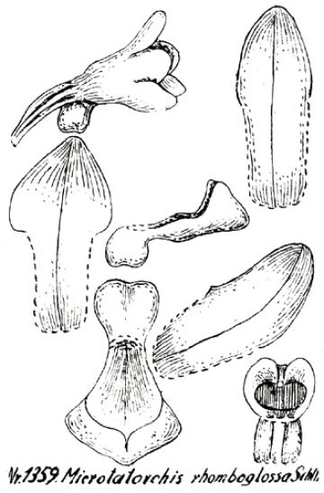 Taeniophyllum rhombeum