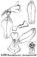 Taeniophyllum rhombeum: Taeniophyllum rhombeum (Schltr.) Kocyan & Schuit. (as Microtatorchis rhomboglossa Schltr.), drawing R. Schlechter in Repert. Spec. Nov. Regni Veg. Beih. 21 (1928) t. 352, fig. 1359