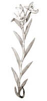 Dendrobium sphenochilum: Dendrobium sphenochilum F.Muell. & Kraenzl. (as Dendrobium confusum Schltr.), drawing Natadipoera ?, based on Janowsky 201