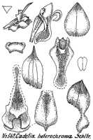 Dendrobium transversilobum: Dendrobium transversilobum J.J.Sm., as Cadetia heterochroma Schltr., drawing R. Schlechter in Repert. Spec. Nov. Regni Veg. Beih. 21 (1923) t. 151, fig. 567