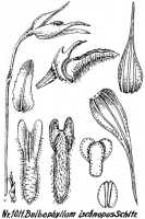 Bulbophyllum ischnopus: Bulbophyllum ischnopus Schltr., floral analysis, R. Schlechter in Repert. Spec. Nov. Regni Veg. Beih. 21 (1928) t. 265, fig. 1011