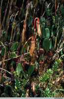 Bulbophyllum muricatum: Bulbophyllum muricatum J.J.Sm., plant in situ, photo M. Mendum, based on Mendum 92707, Papua (Indonesia)