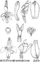 Calanthe camptoceras: Calanthe camptoceras Schltr., from Repert. Spec. Nov. Regni Veg. Beih. 21 (1923) t. 135, fig. 506