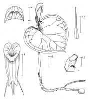 Corybas karkarensis: Corybas karkarensis P.Royen, draughtsperson not known, possibly Pieter van Royen, in Phanerog. Monogr. 16 (1983) 46, fig. 8