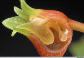Mediocalcar versteegii subsp. intermedium: Mediocalcar versteegii J.J.Sm. subsp. intermedium Schuit., flower, cut open, note drop of nectar on auricle, photo A. Schuiteman, Leiden cult. 940461