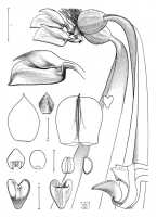 Bulbophyllum orthosepalum: Bulbophyllum orthosepalum J.J.Verm.,  J.J. Vermeulen, drawing, plant habit and flower analysis, based on Jongejan cult. 414 (holo L)