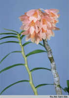Dendrobium pseudoglomeratum: Dendrobium pseudoglomeratum T.M.Reeve & J.J.Wood, habit, photo Roy. Bot. Gard. Edin.