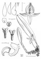 Bulbophyllum macranthum: Bulbophyllum macranthum Lindl.,  J.J. Vermeulen, drawing, plant habit and flower analysis
