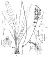 Calanthe womersleyi: Calanthe womersleyi P.J. Cribb & Ormerod, Malesian Orchid Journal 8 (2011) 60, fig. 12. Drawn by Juliet Beentje from type: Womersley NGF 9412