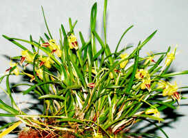 Dendrobium obyrnei: Dendrobium obyrnei (W.K.Harris) Schuit. & de Vogel, plant habit, photo Ed de Vogel, Leiden cult. 20030876 (National Capital Botanic Garden Port Moresby), from PNG, locality not known