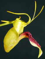 Dendrobium obyrnei: Dendrobium obyrnei (W.K.Harris) Schuit. & de Vogel, flower, lateral view, photo Ed de Vogel, Leiden cult. 20030876 (National Capital Botanic Garden Port Moresby), from PNG, locality not known