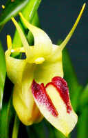 Dendrobium obyrnei: Dendrobium obyrnei (W.K.Harris) Schuit. & de Vogel, flower, oblique front view, photo Ed de Vogel, Leiden cult. 20030876 (National Capital Botanic Garden Port Moresby), from PNG, locality not known