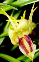 Dendrobium obyrnei: Dendrobium obyrnei (W.K.Harris) Schuit. & de Vogel, flower, front view, photo Ed de Vogel, Leiden cult. 20030876 (National Capital Botanic Garden Port Moresby), from PNG, locality not known