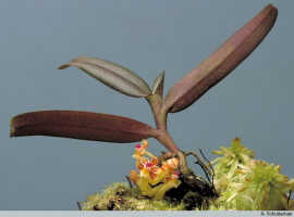 Robiquetia wariana: Robiquetia gautierensis (J.J.Sm.) Kocyan & Schuit., plant habit, photo A. Schuiteman, Leiden cult. 981075 (Yumte), from Indonesia, Papua Barat Prov, Maybrat Regency