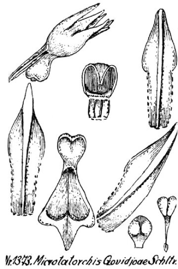 Taeniophyllum govidjoae