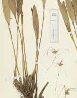 Dendrobium carinulatidiscum: Diplocaulobium carinulatidiscum (J.J.Sm.) A.D.Hawkes, detail of holotype specimen: Lam 448 (L)
