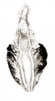 Dendrobium lageniforme: Dendrobium lageniforme J.J.Sm., drawing J.J. Smith, based on Bogor cult. (Jaheri) 59n