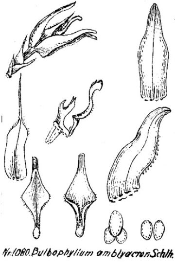 Bulbophyllum amblyacron
