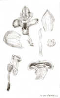 Dendrobium umbellatum: Dendrobium umbellatum (Gaudich.) Rchb.f. (as Dendrobium homochromum J.J.Sm.), drawing J.J. Smith, based on Gjellerup 616