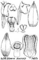 Glomera kaniensis: Glomera kaniensis Schltr., from Repert. Spec. Nov. Regni Veg. Beih. 21 (1923) t. 106, fig. 398