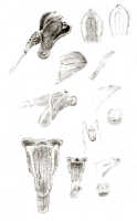 Dendrobium albiflorum: Dendrobium infortunatum J.J.Sm.  (= Dendrobium albiflorum Ridl..), drawing J.J. Smith, based on Stein 191
