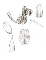 Liparis condylobulbon: Liparis persimilis Schltr., floral analysis, drawing J.J. Smith, based on Docters van Leeuwen 10717