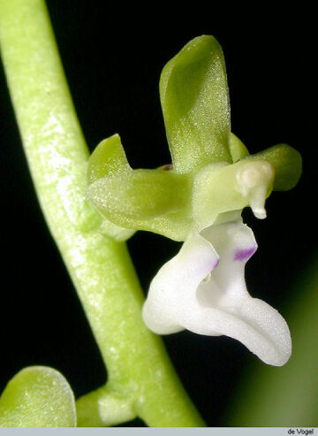 Cleisostoma litoreum