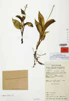 Crepidium yamapense: Crepidium yamapense (Marg., Szlach. & Rutk.) Marg., as Fingardia yamapensis Marg., Szlach. & Rutk., herbarium sheet, NGF (Streimann) 47612 (holotype specimen L)