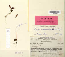 Corybas mammillifer: Corybas mammillifer P.Royen, herbarium sheet, Brass 10915, holotype specimen (L)