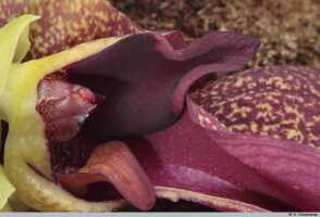 Bulbophyllum phalaenopsis: Bulbophyllum phalaenopsis J.J.Sm., flower detail, centre of flower, lateral view, photo A. Schuiteman, Leiden cult. 2911