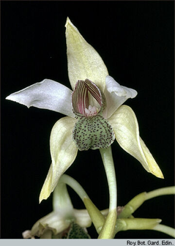 Dendrobium engae