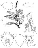 Crepidium decumbens: Crepidium decumbens , drawing N.H.S. Howcroft 301