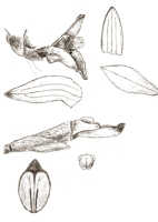 Ceratostylis sessilis: Ceratostylis sessilis J.J.Sm., drawing J.J. Smith, from de Kock IV