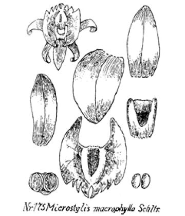 Crepidium macrophyllum