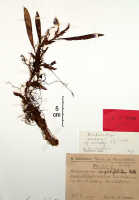 Mediocalcar versteegii: Mediocalcar versteegii J.J.Sm. subsp. versteegii (as Mediocalcar angustifolium Schltr.), herbarium sheet, Schlechter 19503 (isotype specimen BO)