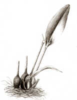 Dendrobium lageniforme: Dendrobium lageniforme J.J.Sm., drawing R. Risman, based on Bogor cult. (Jaheri) 59n