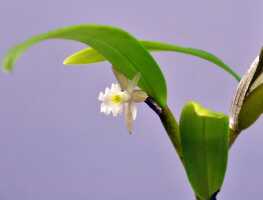 Dendrobium kruizingae: Dendrobium kruizingae de Vogel, E.Winkel & Vugt, photo Ed de Vogel, from the type: Leiden cult. 20081568.