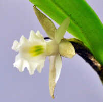 Dendrobium kruizingae: Dendrobium kruizingae de Vogel, E.Winkel & Vugt, photo Ed de Vogel, from the type: Leiden cult. 20081568.