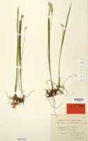 Liparis geelvinkensis: Liparis geelvinkensis J.J.Sm., herbarium sheet, Janowsky 100 (isotype specimen L)